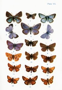 Différents types de papillons, illustration du livre Papillons, Mites et autres insectes et créatures de la campagne, publié 1927